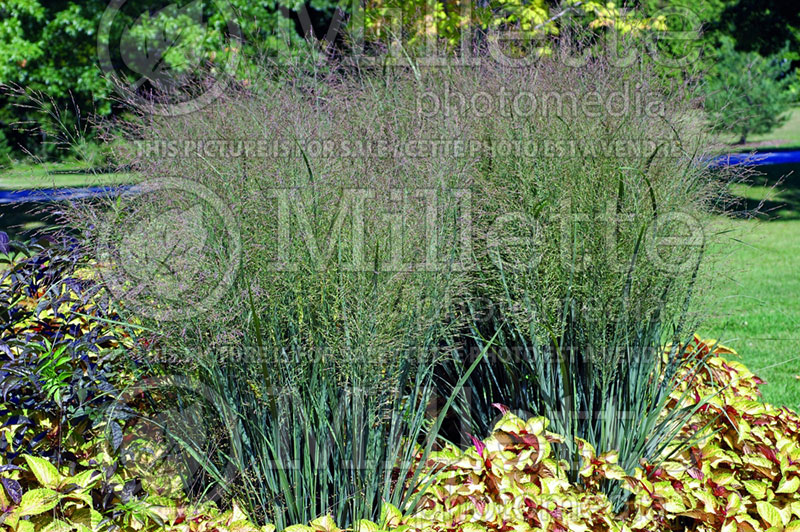 Panicum Heavy Metal (Switch Grass, Panic Grass Ornamental Grass) 14