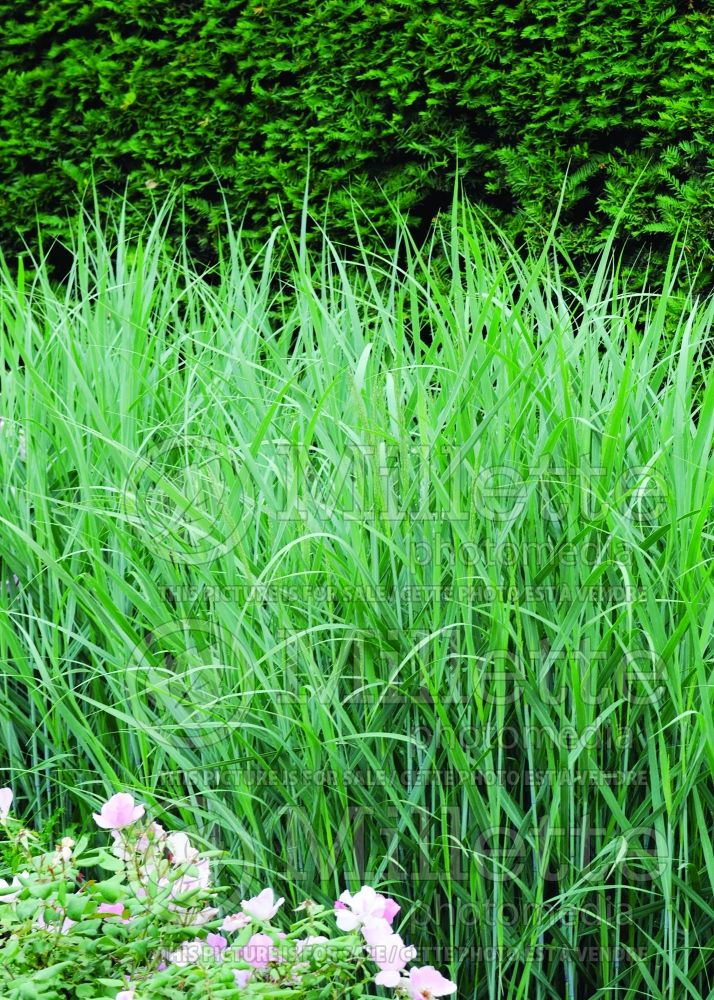 Panicum Heavy Metal (Switch Grass, Panic Grass Ornamental Grass) 16