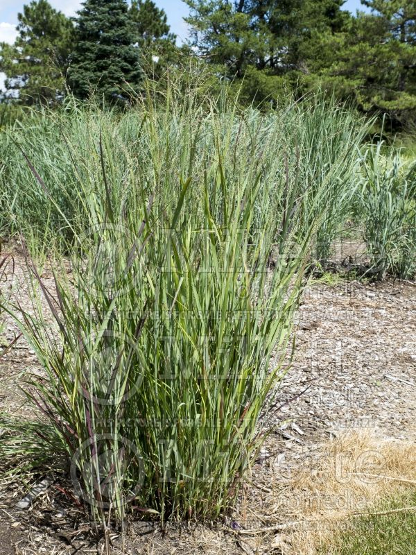 Panicum Huron Solstice (Switch Grass, Panic Grass Ornamental Grass) 3