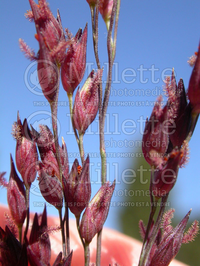 Panicum virgatum (Switch Grass, Panic Grass Ornamental Grass) 2 