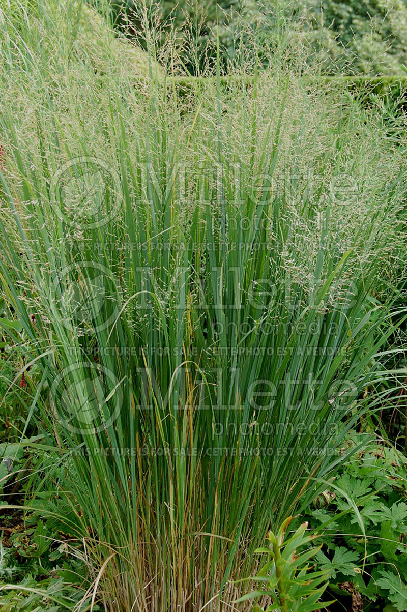 Panicum Northwind (Switch Grass, Panic Grass Ornamental Grass) 7  