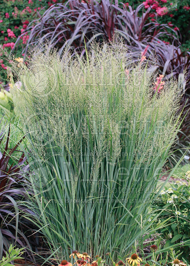 Panicum Northwind (Switch Grass, Panic Grass Ornamental Grass) 3  