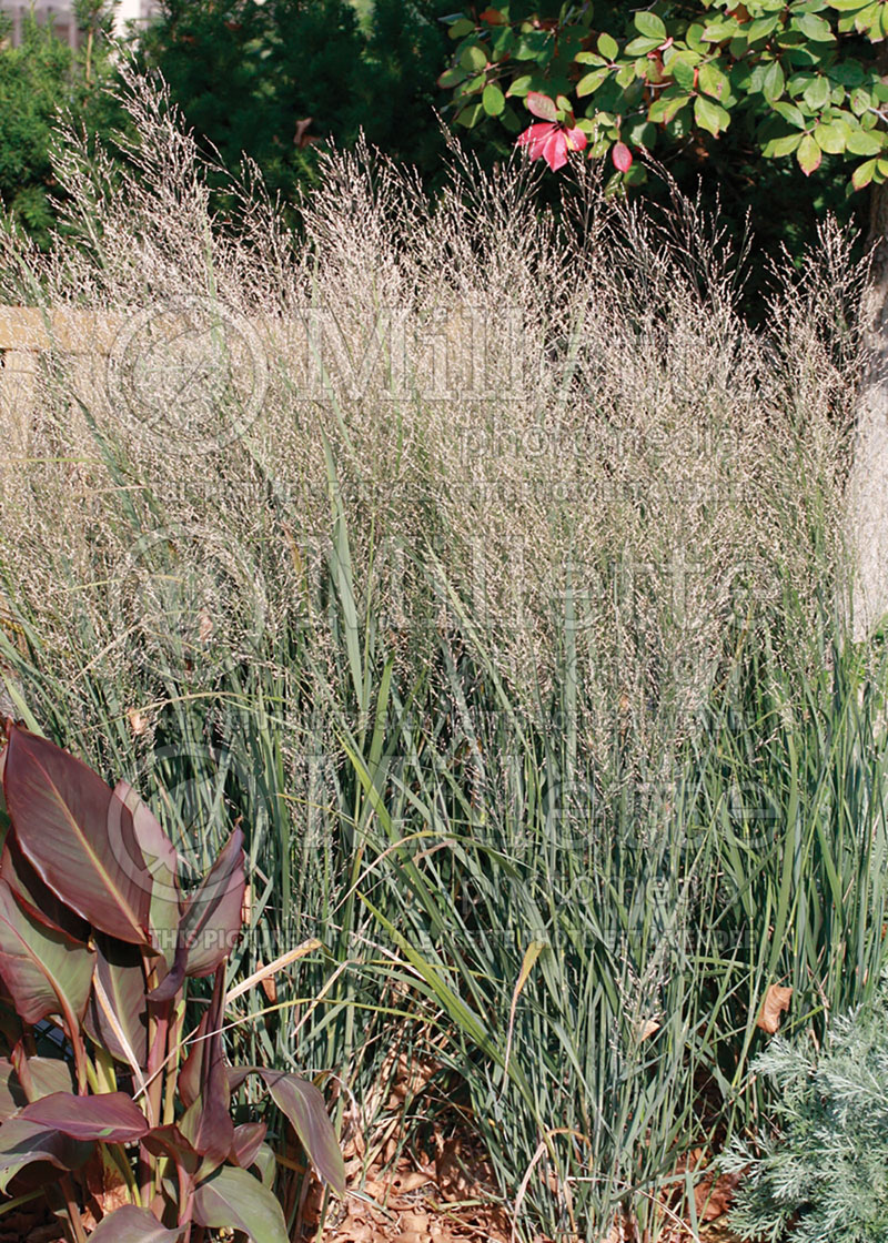 Panicum Northwind (Switch Grass, Panic Grass Ornamental Grass) 2  