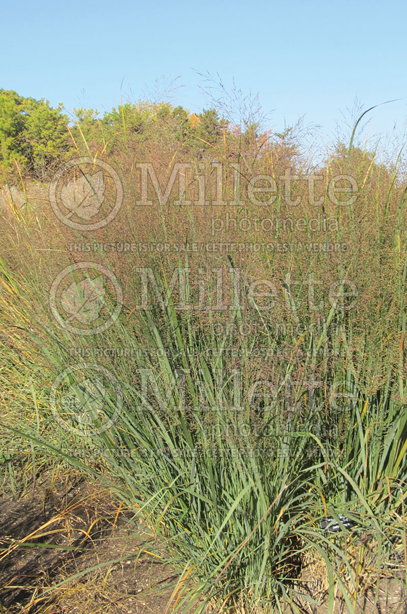 Panicum Northwind (Switch Grass, Panic Grass Ornamental Grass) 4  