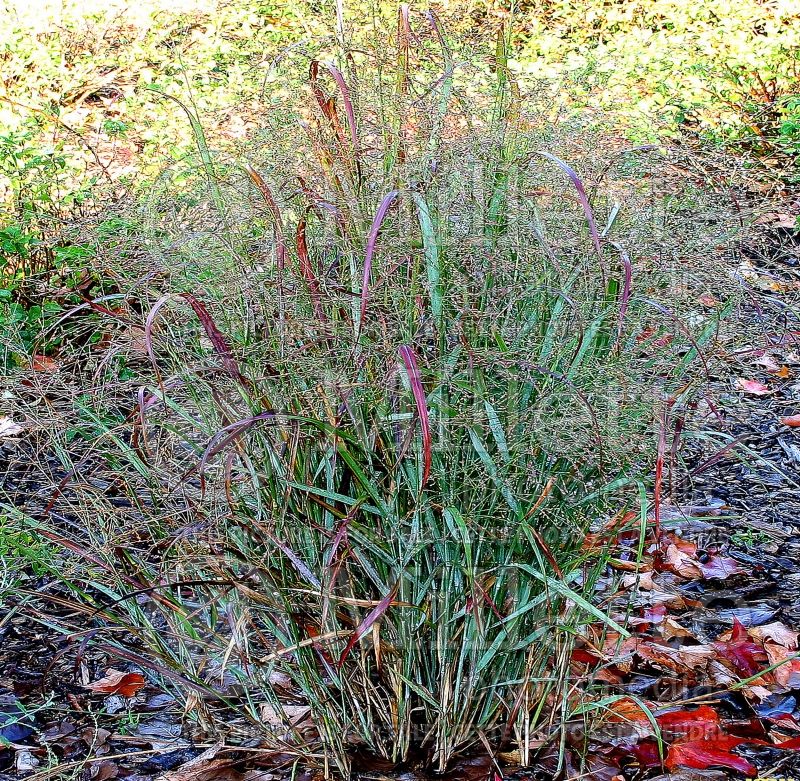 Panicum Prairie Fire (Switch Grass, Panic Grass Ornamental Grass) 2