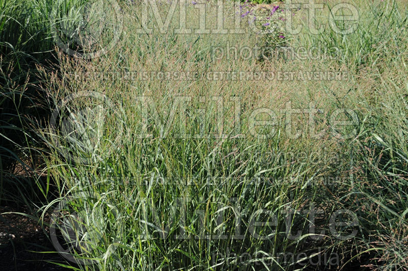 Panicum Prairie Sky (Switch Grass, Panic Grass Ornamental Grass) 1