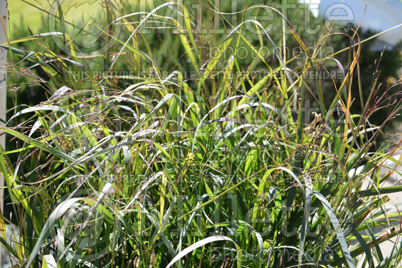 Panicum Prairie Winds Apache Rose (bitter switchgrass) 1  