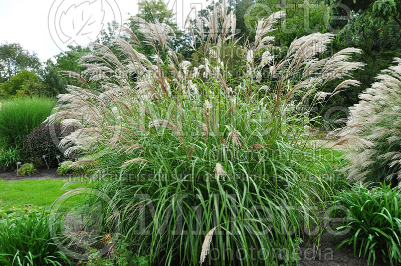 Panicum Rehbraun (Switch Grass, Panic Grass Ornamental Grass) 2