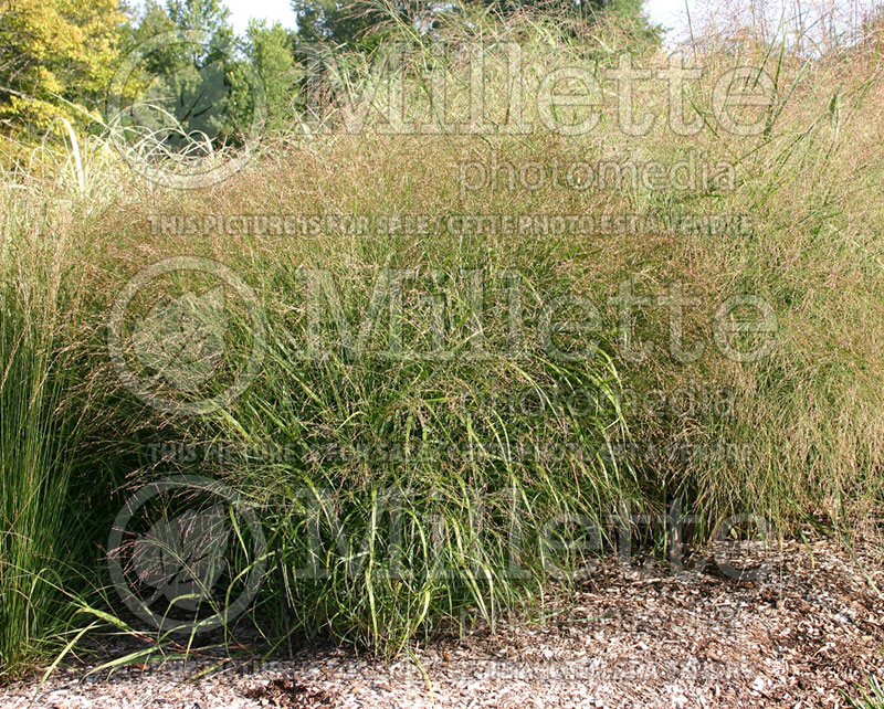 Panicum Rehbraun (Switch Grass, Panic Grass Ornamental Grass) 3