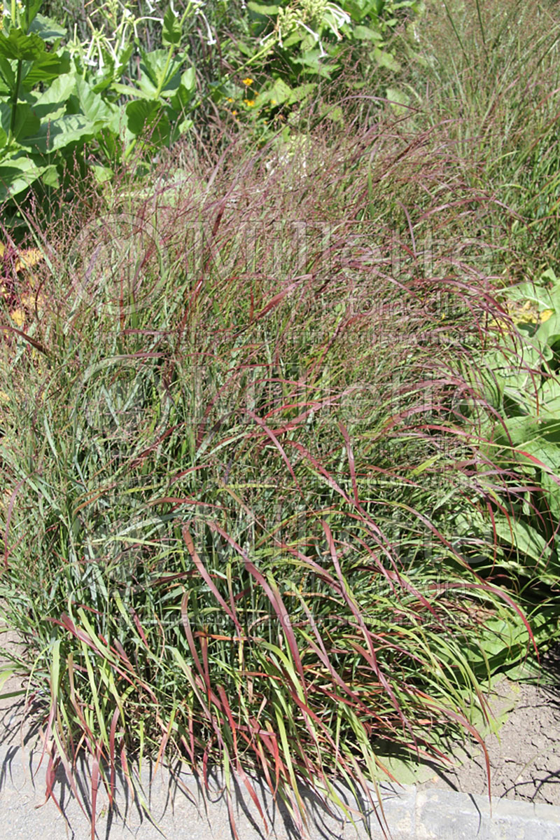 Panicum Rotstrahlbusch (Switch Grass, Panic Grass Ornamental Grass) 4