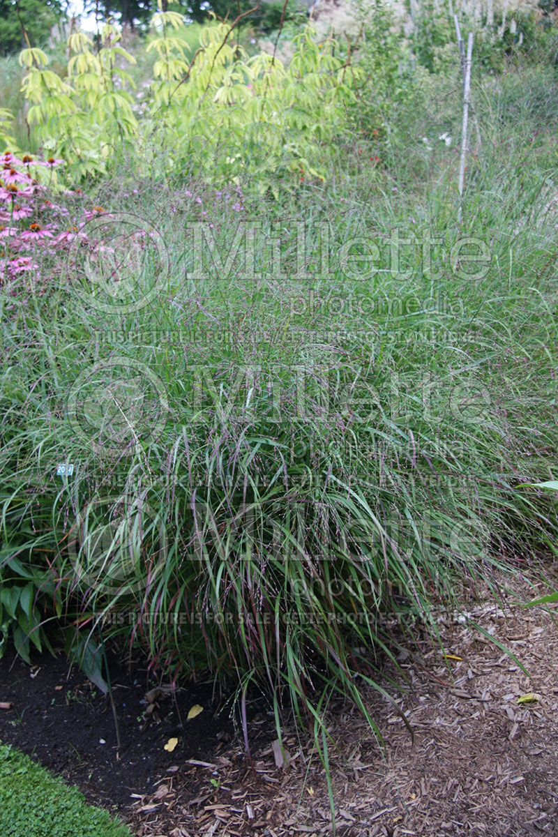 Panicum Rotstrahlbusch (Switch Grass, Panic Grass Ornamental Grass) 1