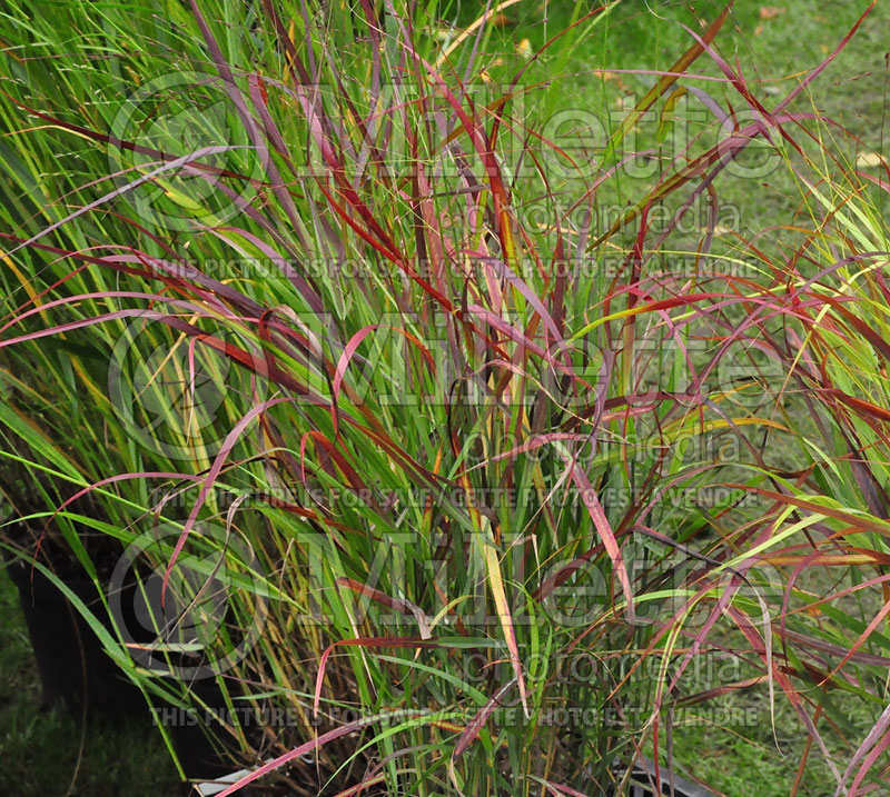 Panicum Rotstrahlbusch (Switch Grass, Panic Grass Ornamental Grass) 5