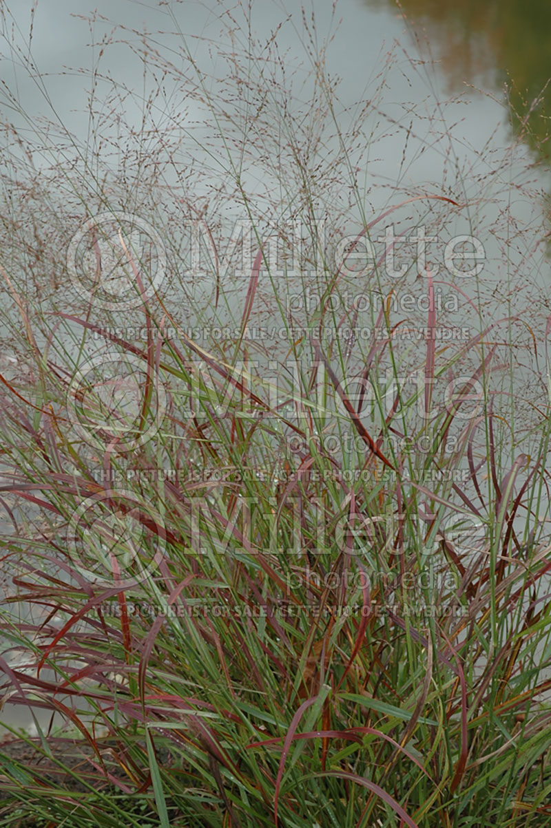 Panicum Rotstrahlbusch (Switch Grass, Panic Grass Ornamental Grass) 6