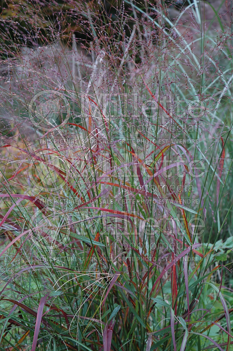 Panicum Rotstrahlbusch (Switch Grass, Panic Grass Ornamental Grass) 7