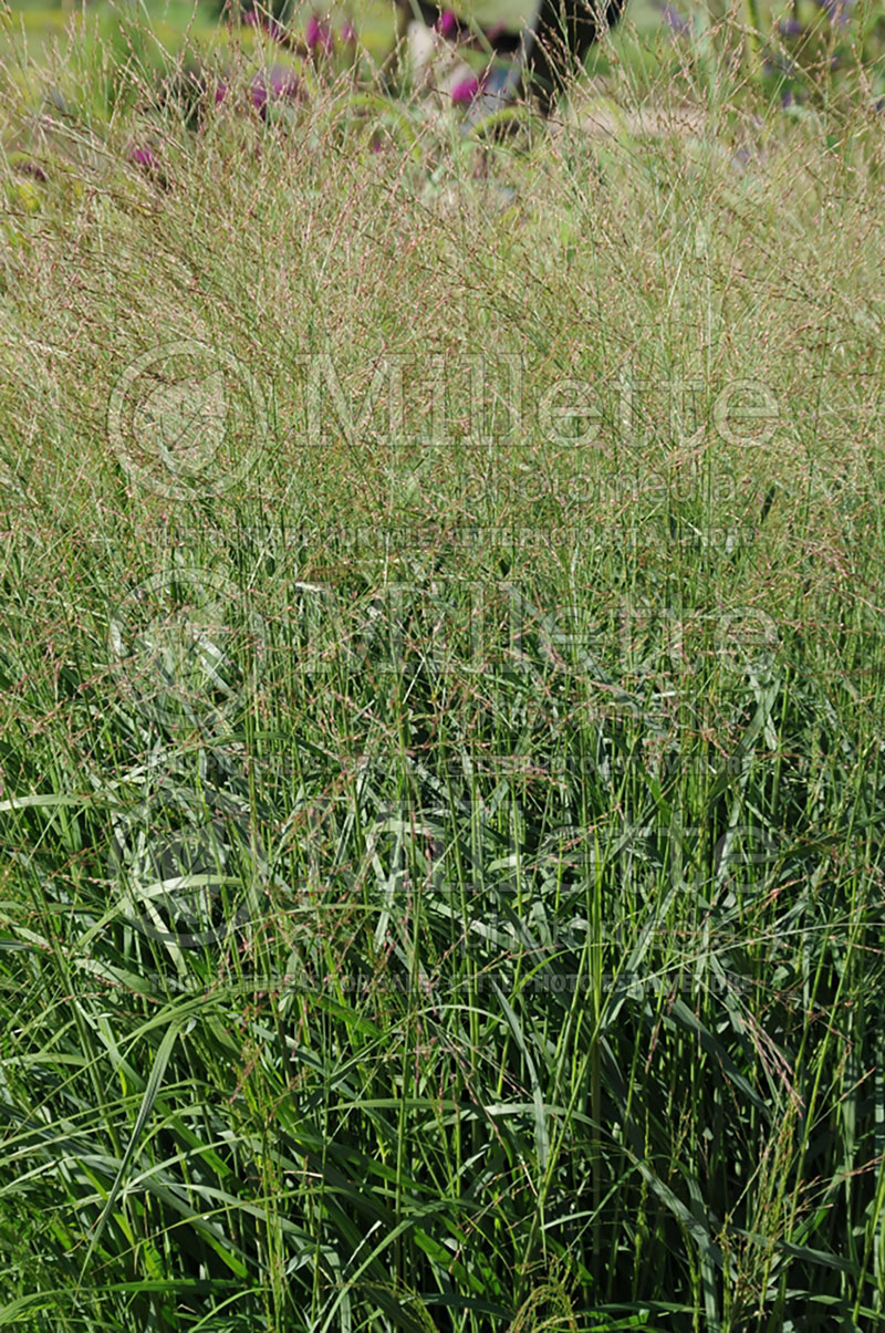 Panicum Rotstrahlbusch (Switch Grass, Panic Grass Ornamental Grass) 2