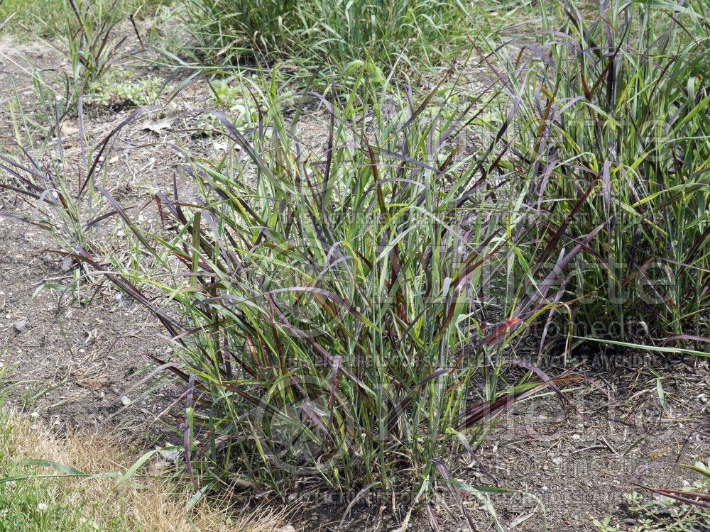 Panicum Ruby Ribbons (Switch Grass, Panic Grass Ornamental Grass) 5