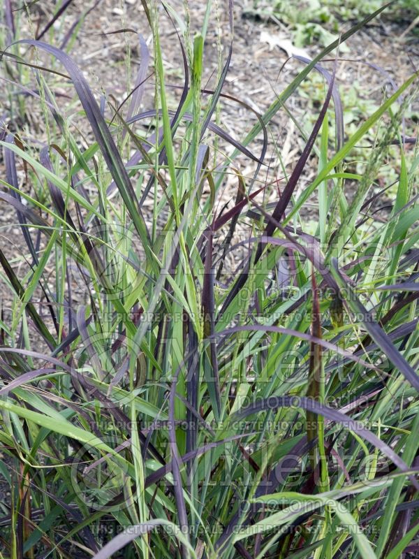 Panicum Ruby Ribbons (Switch Grass, Panic Grass Ornamental Grass) 6