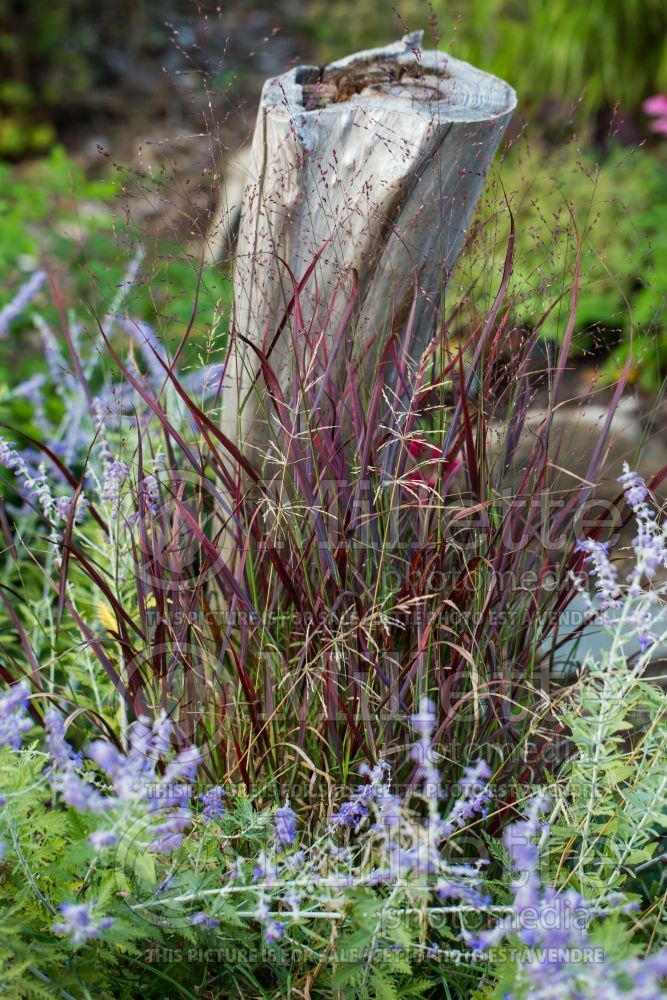 Panicum Ruby Ribbons (Switch Grass, Panic Grass Ornamental Grass) 8