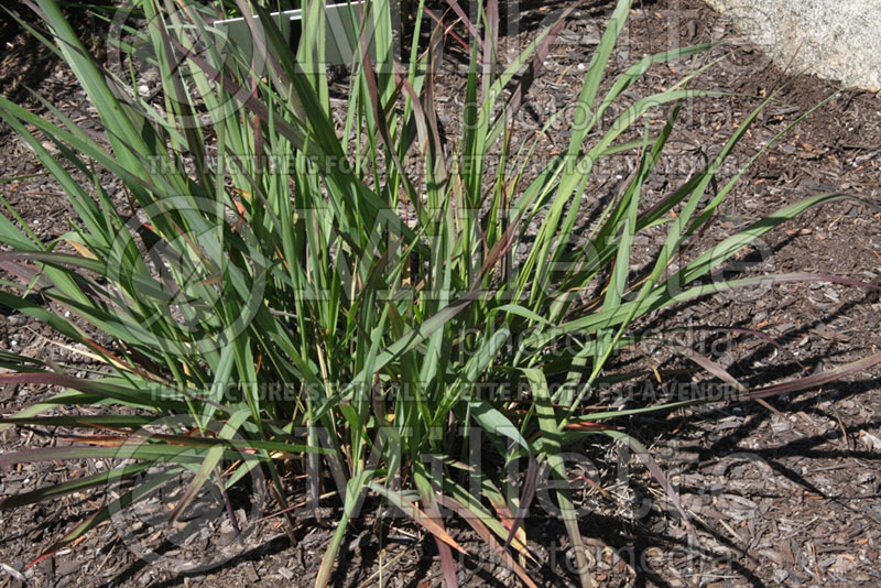 Panicum Ruby Ribbons (Switch Grass, Panic Grass Ornamental Grass) 2