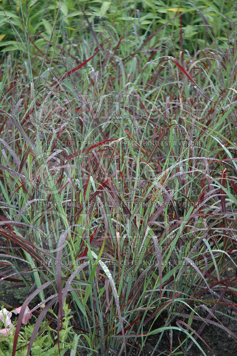 Panicum Ruby Ribbons (Switch Grass, Panic Grass Ornamental Grass) 1