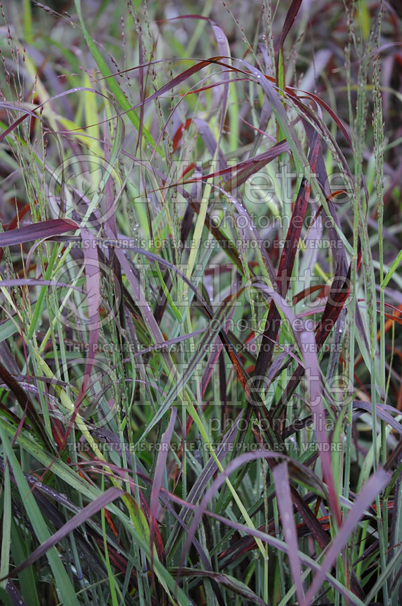 Panicum Ruby Ribbons (Switch Grass, Panic Grass Ornamental Grass) 3