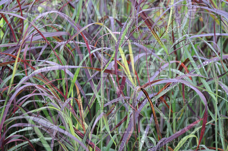 Panicum Ruby Ribbons (Switch Grass, Panic Grass Ornamental Grass) 4