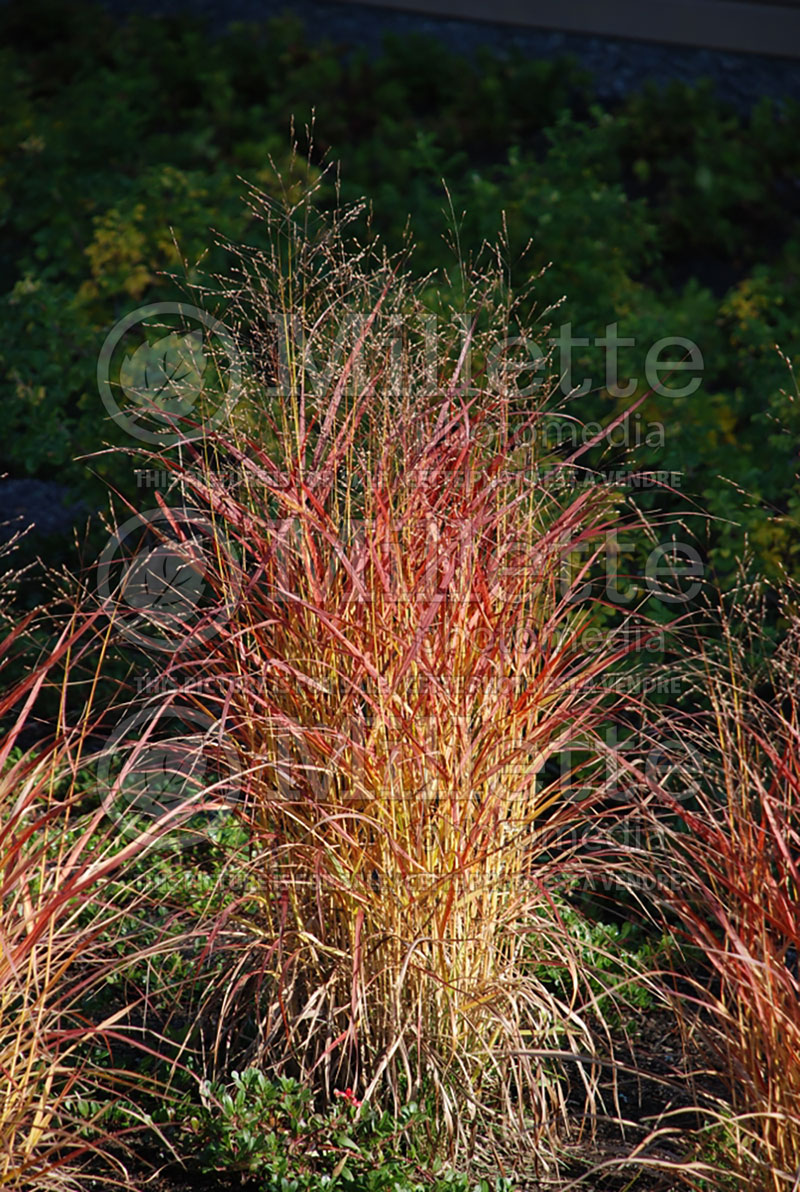 Panicum Shenandoah (Switch Grass, Panic Grass Ornamental Grass) 16