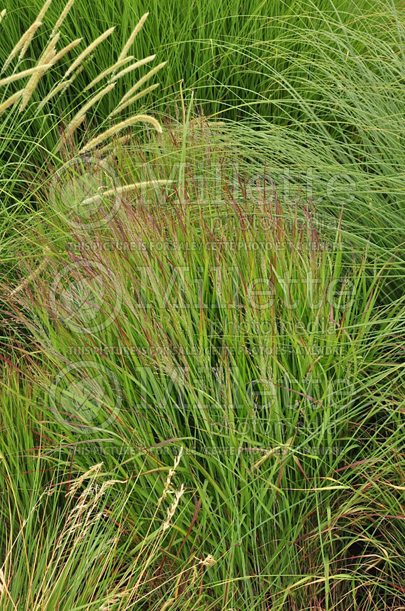 Panicum Shenandoah (Switch Grass, Panic Grass Ornamental Grass) 3