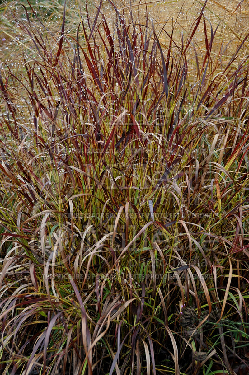 Panicum Shenandoah (Switch Grass, Panic Grass Ornamental Grass) 4