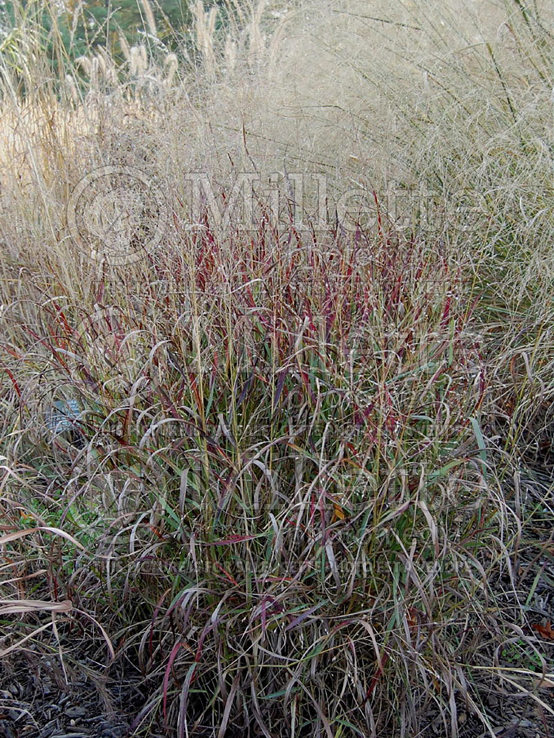 Panicum Shenandoah (Switch Grass, Panic Grass Ornamental Grass) 5