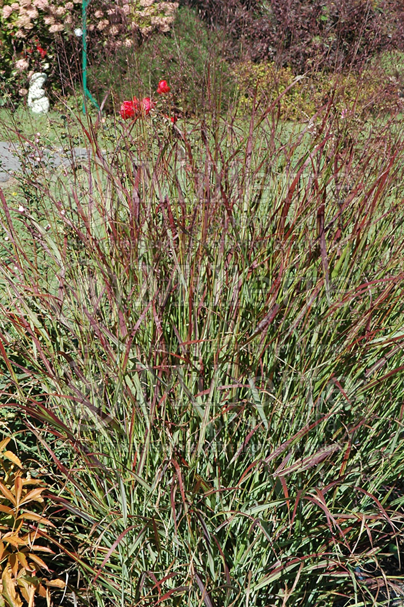 Panicum Shenandoah (Switch Grass, Panic Grass Ornamental Grass) 8