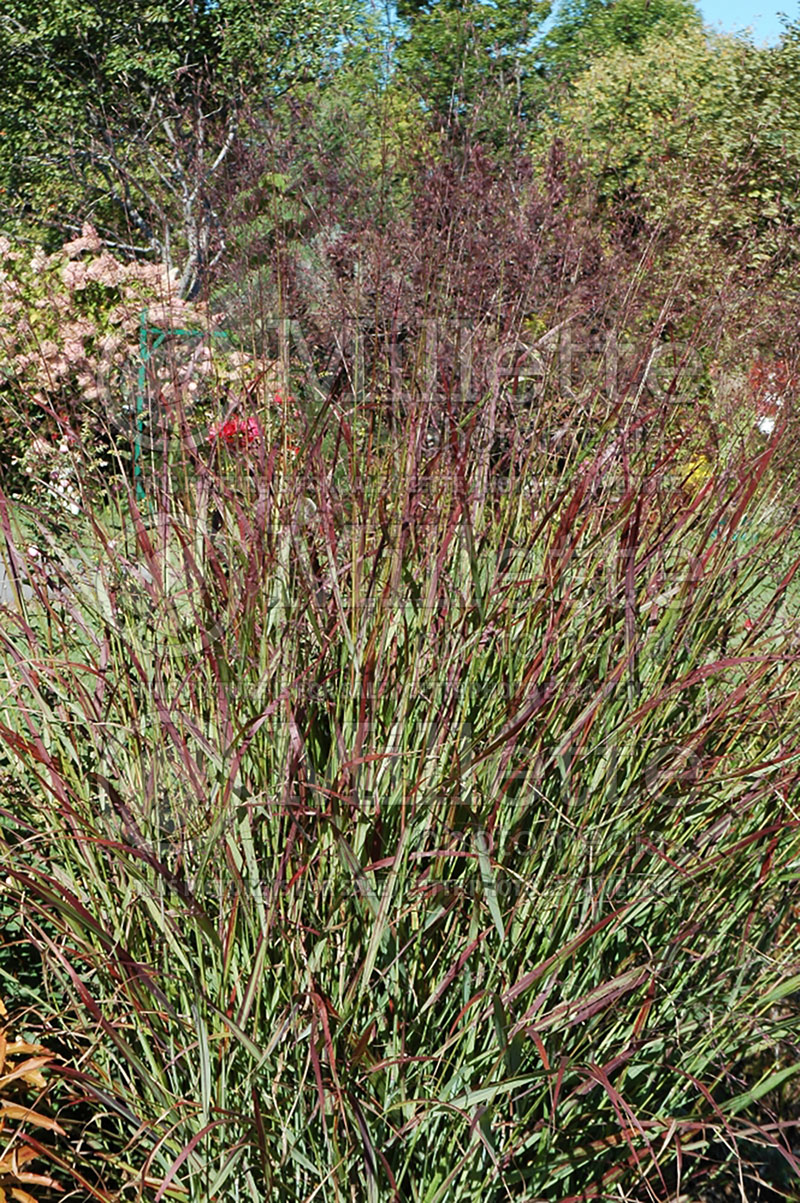 Panicum Shenandoah (Switch Grass, Panic Grass Ornamental Grass) 21