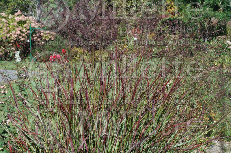 Panicum Shenandoah (Switch Grass, Panic Grass Ornamental Grass) 9