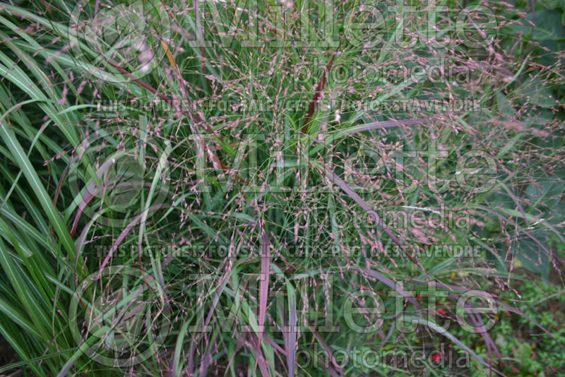 Panicum Shenandoah (Switch Grass, Panic Grass Ornamental Grass) 13