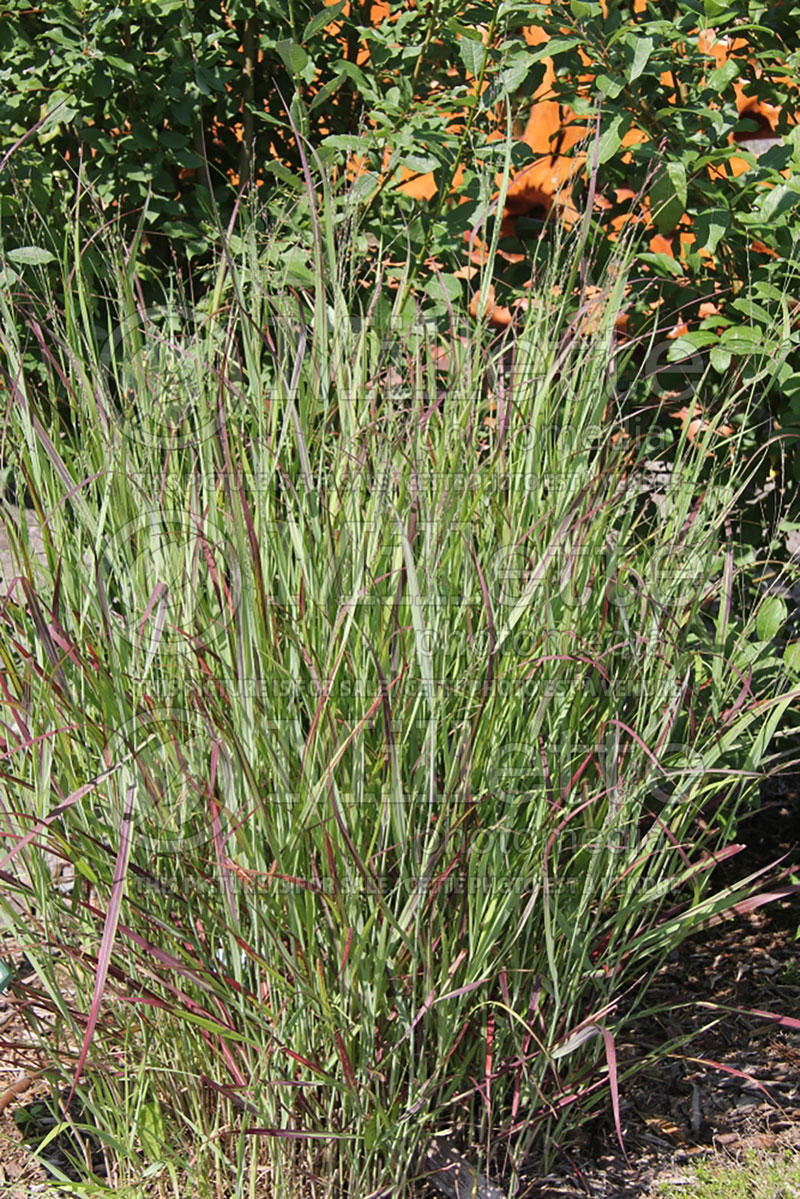 Panicum Shenandoah (Switch Grass, Panic Grass Ornamental Grass) 11