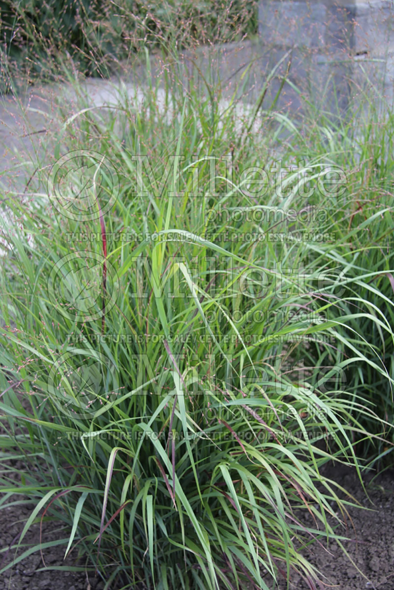 Panicum Shenandoah (Switch Grass, Panic Grass Ornamental Grass) 12