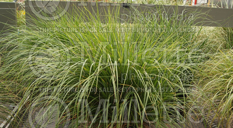 Panicum Shenandoah (Switch Grass, Panic Grass Ornamental Grass) 19