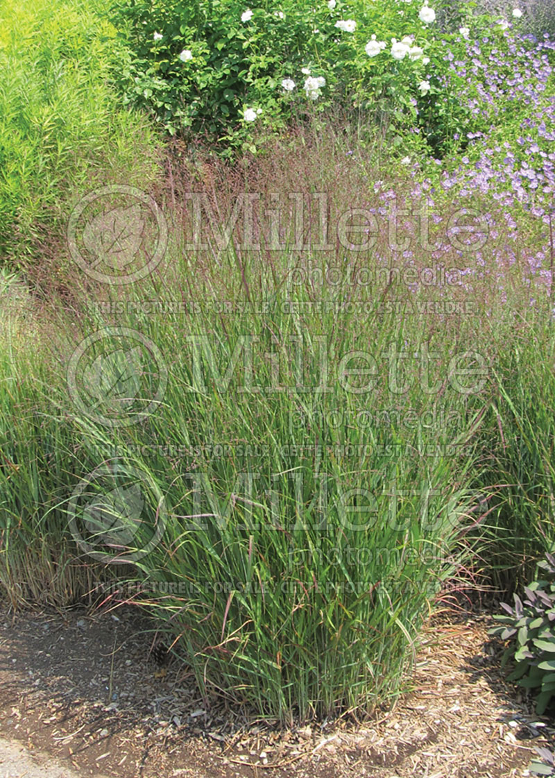 Panicum Shenandoah (Switch Grass, Panic Grass Ornamental Grass) 14