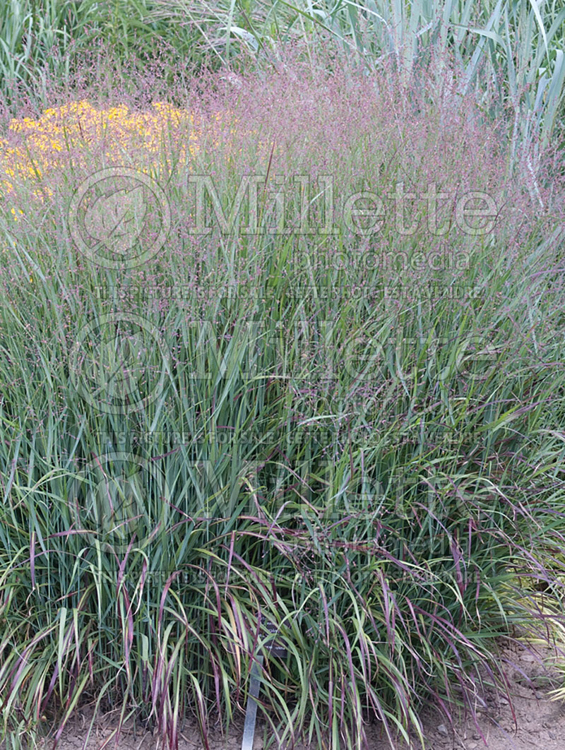 Panicum Shenandoah (Switch Grass, Panic Grass Ornamental Grass) 15