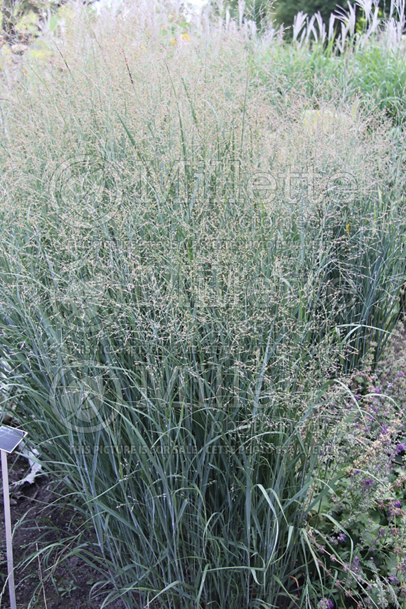 Panicum Squaw (Switch Grass, Panic Grass Ornamental Grass) 3