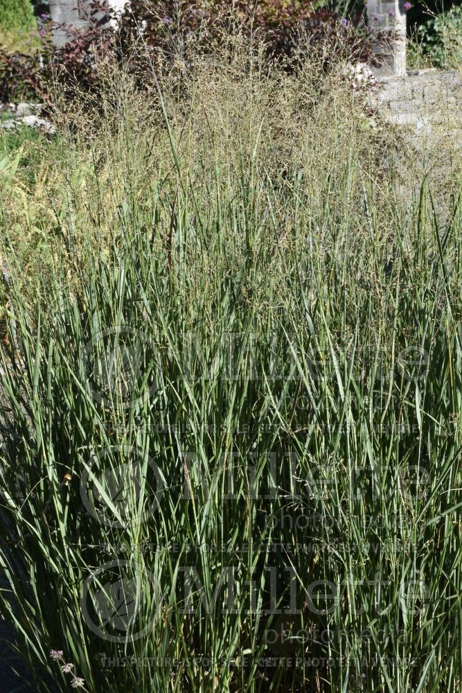 Panicum Squaw (Switch Grass, Panic Grass Ornamental Grass) 4