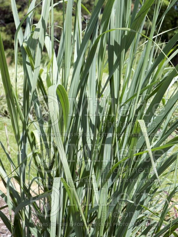 Panicum Thundercloud (bitter switchgrass) 2  