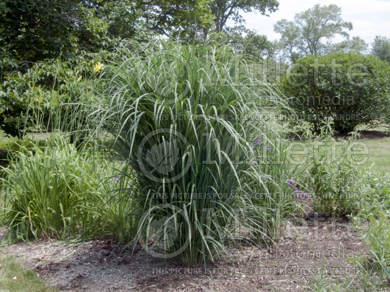 Panicum Thundercloud (bitter switchgrass) 3  