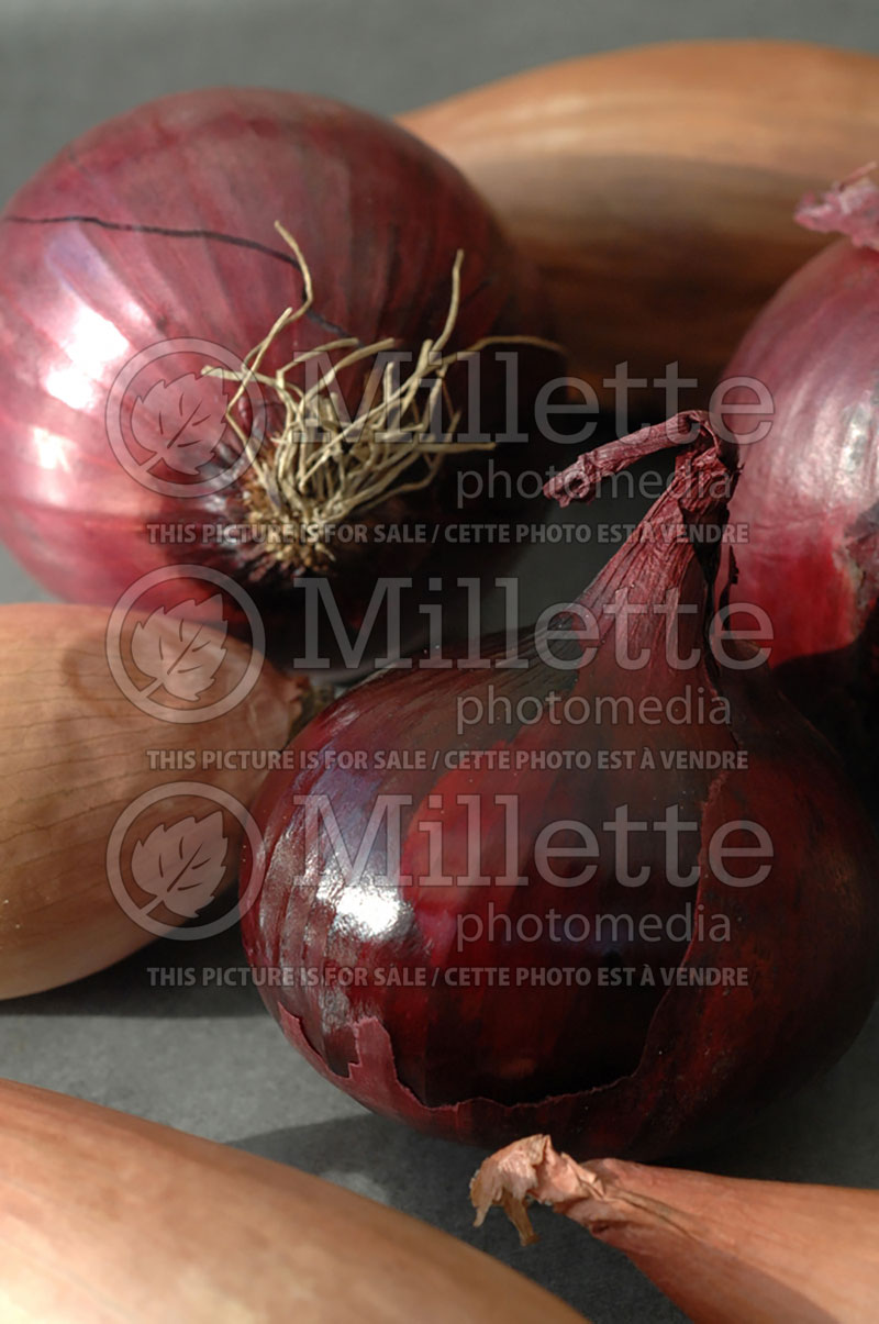 Basket full of red and green onions (Ambiance vegetable) 43 