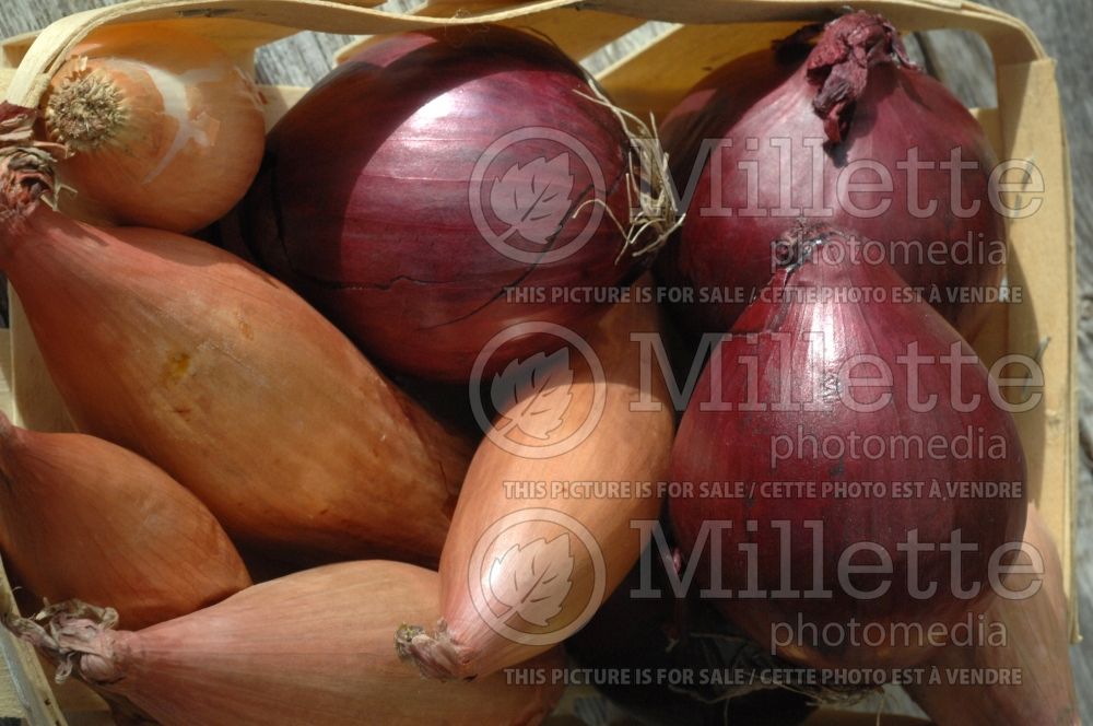 Basket full of red and green onions (Ambiance vegetable) 42 