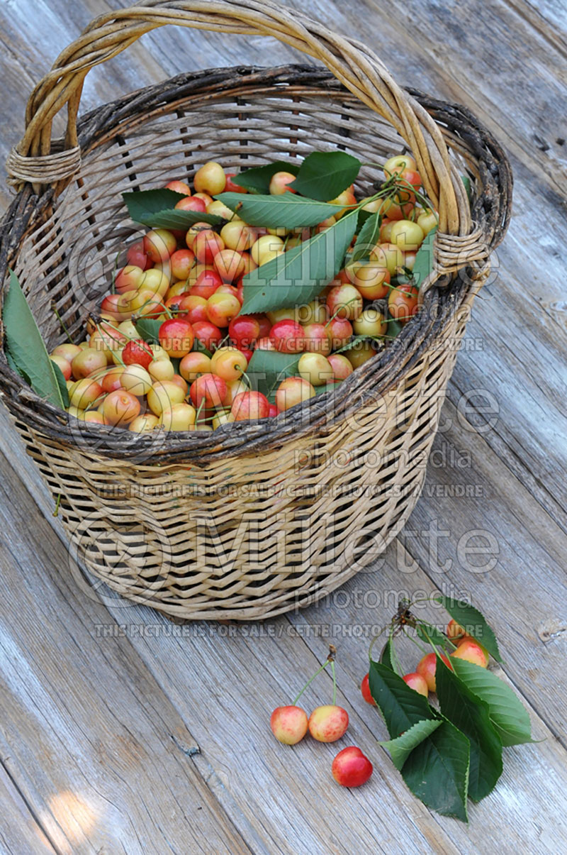 Basket with Prunus Bigarreau Napoléon (Cherry tree, cherry) 1  