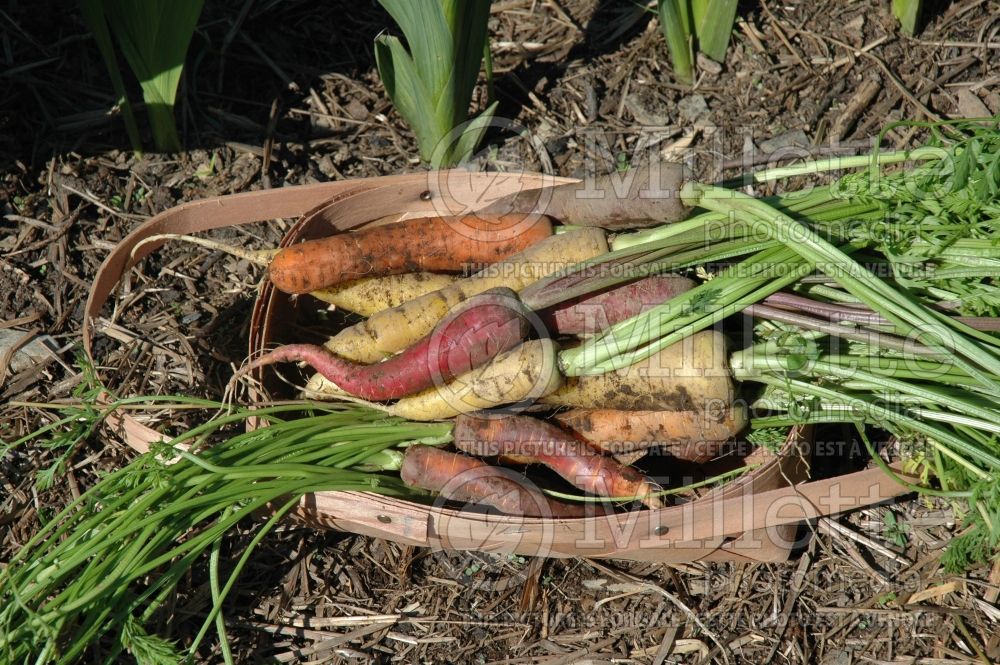 Daucus carota (Carrot vegetables) 4