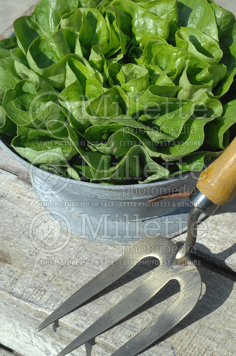 Basket of bio lettuce (Bio vegetables) 1