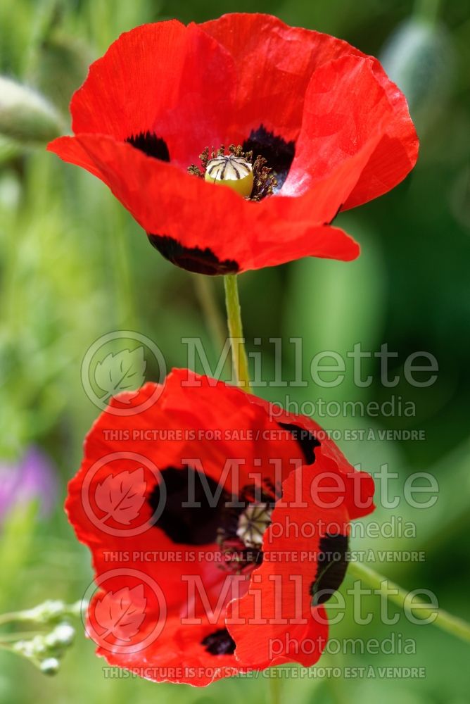 Papaver Ladybird (Caucasian Scarlet Poppy) 4  