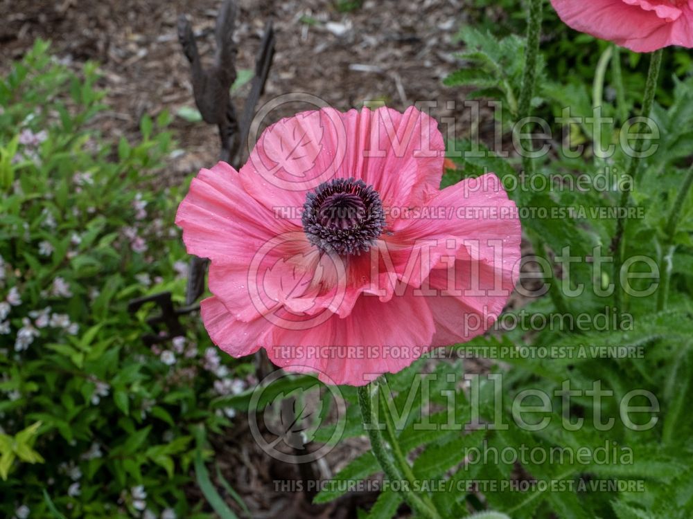 Papaver Burning Heart (Oriental Poppy) 3